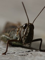 IMG_8753-1