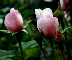 IMG_7353-1