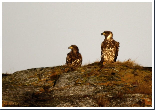 ørnekos3 ørnekos3