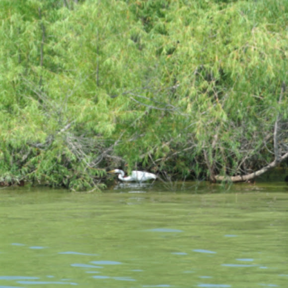 Spotting Image 1