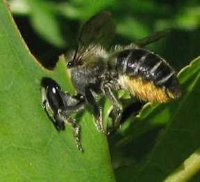 Leaf Cutter Bees