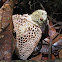 Stinkhorn