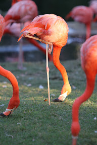  Busch Gardens