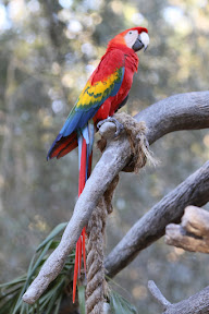  Busch Gardens