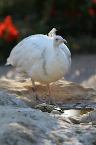  Busch Gardens