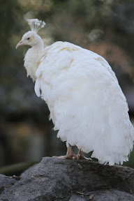  Busch Gardens