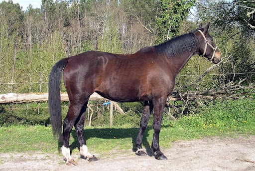 KATIA - Page 2 EQUUS%2018.04.2009%20058