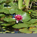 water lily