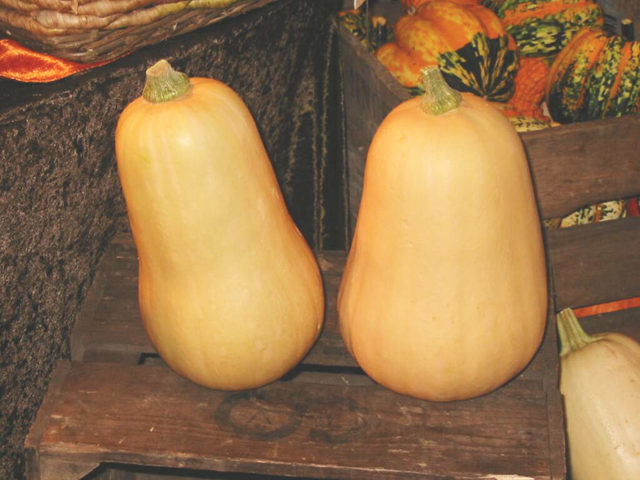 [Cucurbita_moschata_Butternut[1][4].png]