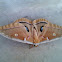 Polyphemus Moth