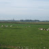 Veel ganzen gezien onderweg