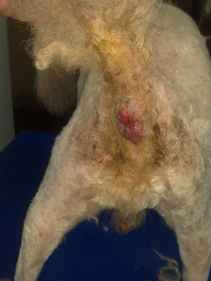 Enfermedades del Perro: Infección Anal en perros