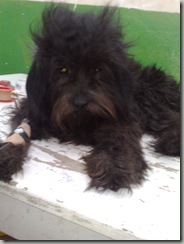 perro_atropellado_blacki (1) perro_atropellado_blacki (1)