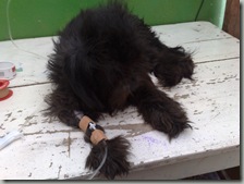perro_atropellado_blacki perro_atropellado_blacki