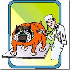 consejos veterinarios consejos veterinarios