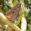Hackberry emperor