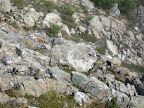 Do you seen the five ptarmigans?