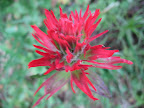 Wildflower (Indian Paintbrush).
