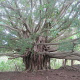 Trip to Hana