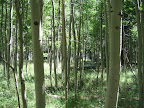 Aspen grove just outside of Merced Lake HSC.
