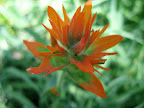 Indian Paintbrush in bloom.