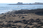 Ano Nuevo State Park.