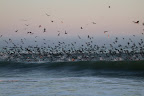 Herring or sardine "bait ball" brings thousands of birds to feast.