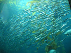 Kelp Forest tank at the Monterey Bay Aquarium.