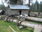 At the stables dropping off the gear for the mules.