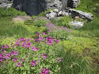 Wildflowers