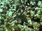 Spotted eel.