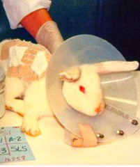 testes em coelhos