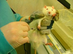 testes em ratos