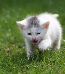 Little kitten screaming for attention