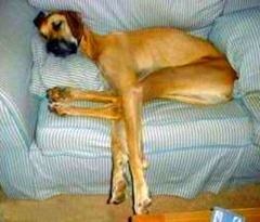 cachorro no sofa