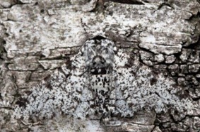 Uma mariposa repousa na casca do tronco de uma árvore em Derbyshire, na Inglaterra. (Foto: Alex Hyde / Barcroft) 
