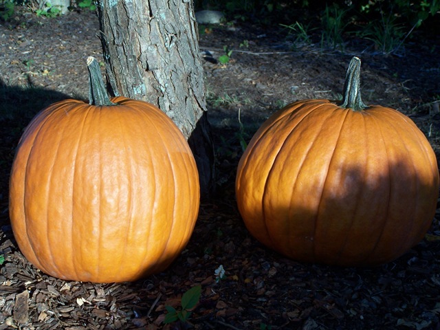 [Halloween decor 2010 016[4].jpg]