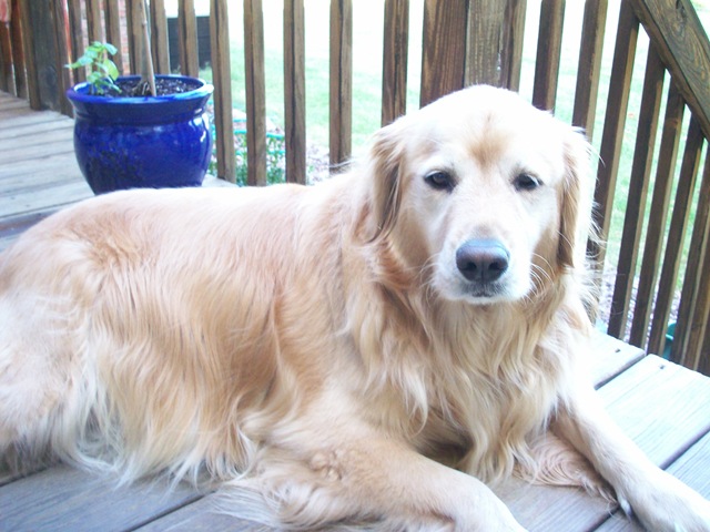 [OakleyandDogSpray0114.jpg]