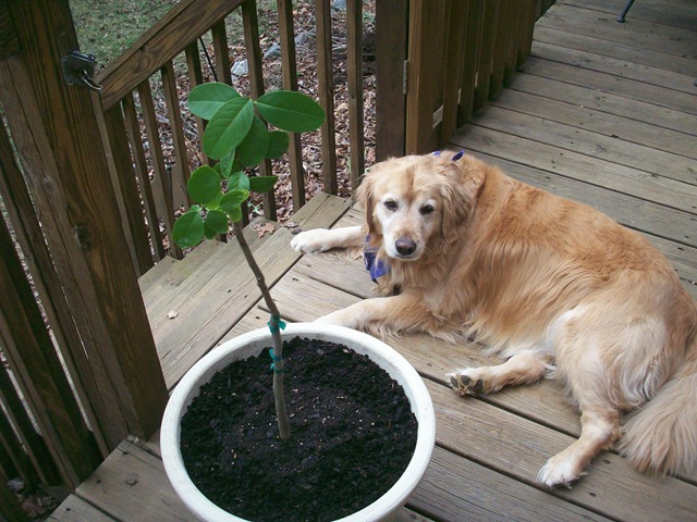 [lemon tree 001[6].jpg]