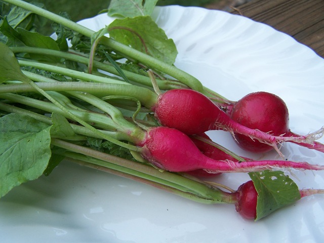 [Pickled Radishes 033[4].jpg]