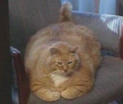 [kucing obese 3[3].jpg]