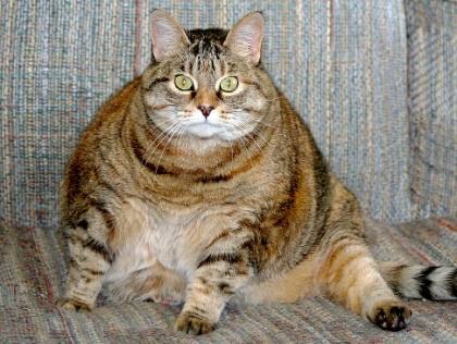 [kucing obese 7[3].jpg]