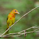 Summer Tanager