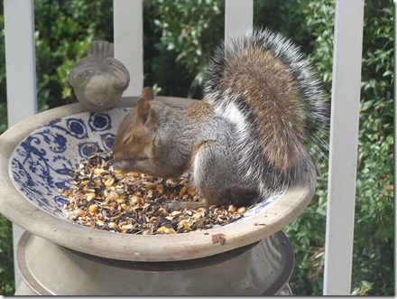 mysquirrelpraying110610