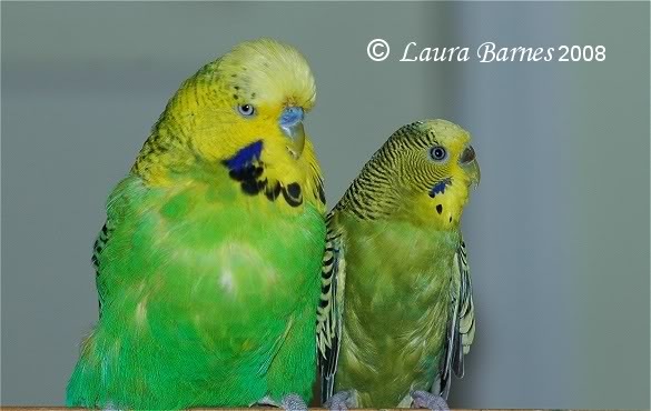 [english next to american budgie[2].jpg]