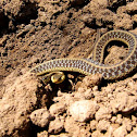 Eastern Garter Snake