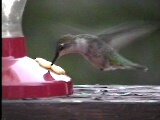 Our Fly in Guests - Hummingbirds come Yearly