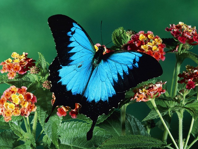[blue_butterfly-4650[5].jpg]