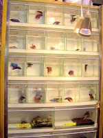 Fighting Fish capsule hotel.