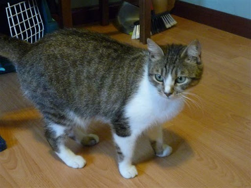 Moli